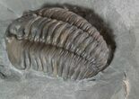 Pair of Nice Flexicalymene Trilobites In Shale - Ohio #52673-4
